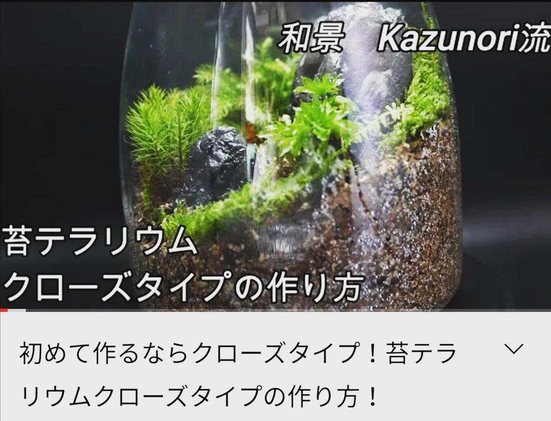 和景 Kazunori ひっさしぶりになってしまいましたが クローズタイプ苔テラリウムの作り方動画 Youtubeにアップしました 苔が美しい季節なので 動画を参考にぜひ作ってみてくださいね 苔テラリウム テラリウム Terrarium Mossterrarium T 和景 Kazunori ひっさしぶりになってしまいましたが クローズタイプ苔テラリウムの作り方動画 Youtubeにアップしました 苔が美しい季節なので 動画を参考にぜひ作ってみてくださいね 苔テラリウム テラリウム Terrarium Mossterrarium T