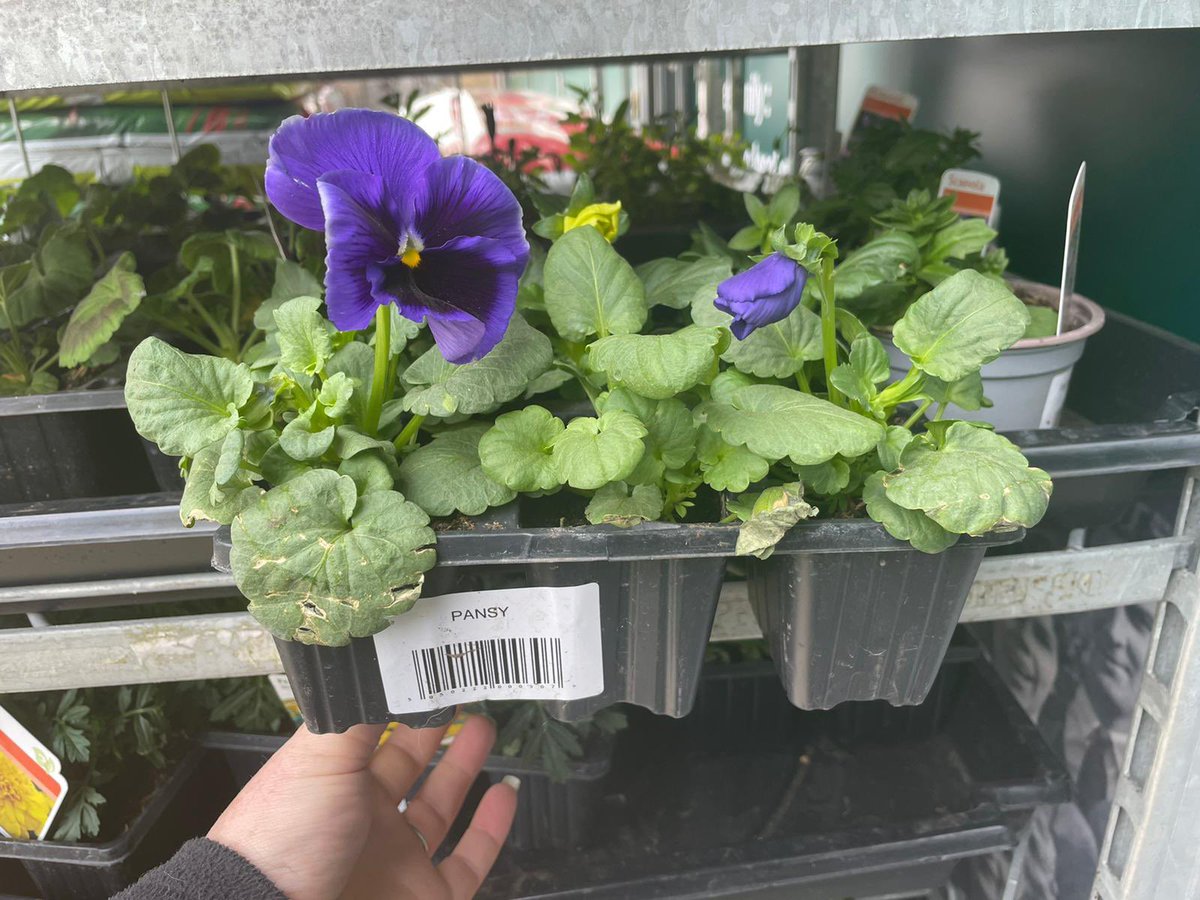 FrasersBudgens's tweet photo. 🌸🌼🌺🌸🌼🌺

Lots of lovely Bedding Plants available.
Bank Holiday garden refresh ✅

#frasersbudgens #beddingplants #floral #pretty #refresh #spring #bankholiday #yarnton #witney #brizenorton #threemilecross #marlborough https://t.co/c1cDCOyxmf