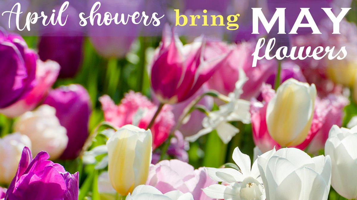 🙋‍♀️Hello ✨MAY✨
10% Off our flower bulbs until August 31st!
Free shipping on orders over $75
flowerbulbsrus.com #MayDay #Flowers #spring