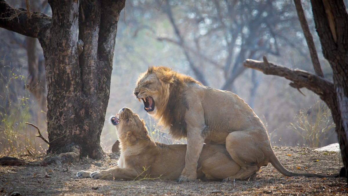 If someone is standing "between the lions" or "on a lion", that just means that he is standing in Leo, end of July, beginning of August...And, Leo is a solar year calendar marker which marks the beginning of the main mating season of the Eurasian lions...