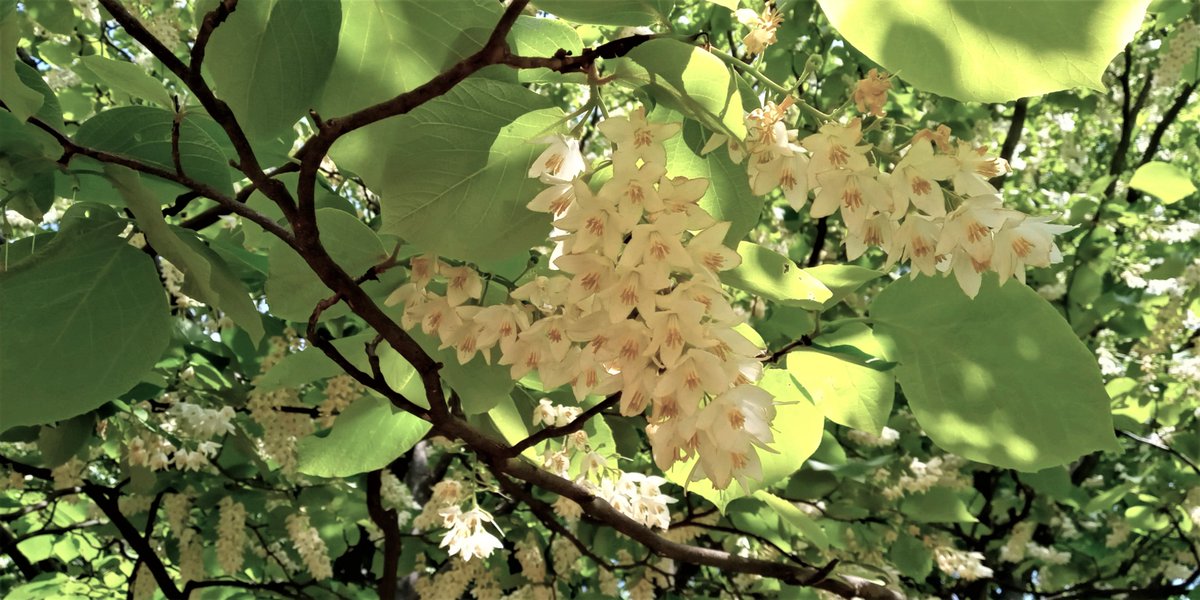 Tokyo🗼5月２日

おはよう🎶
GWを楽しんでますか🎏

💐春の花木

💠白雲木（ハクウンボク）💠

🔶白雲木は
  5月～6月に穂状の白い花が
  垂れ下がるようにして開花する
🔸日本では北海道、本州、四国
  九州に分布し山地の落葉樹林に生育

満開の白雲木　横📸5/1