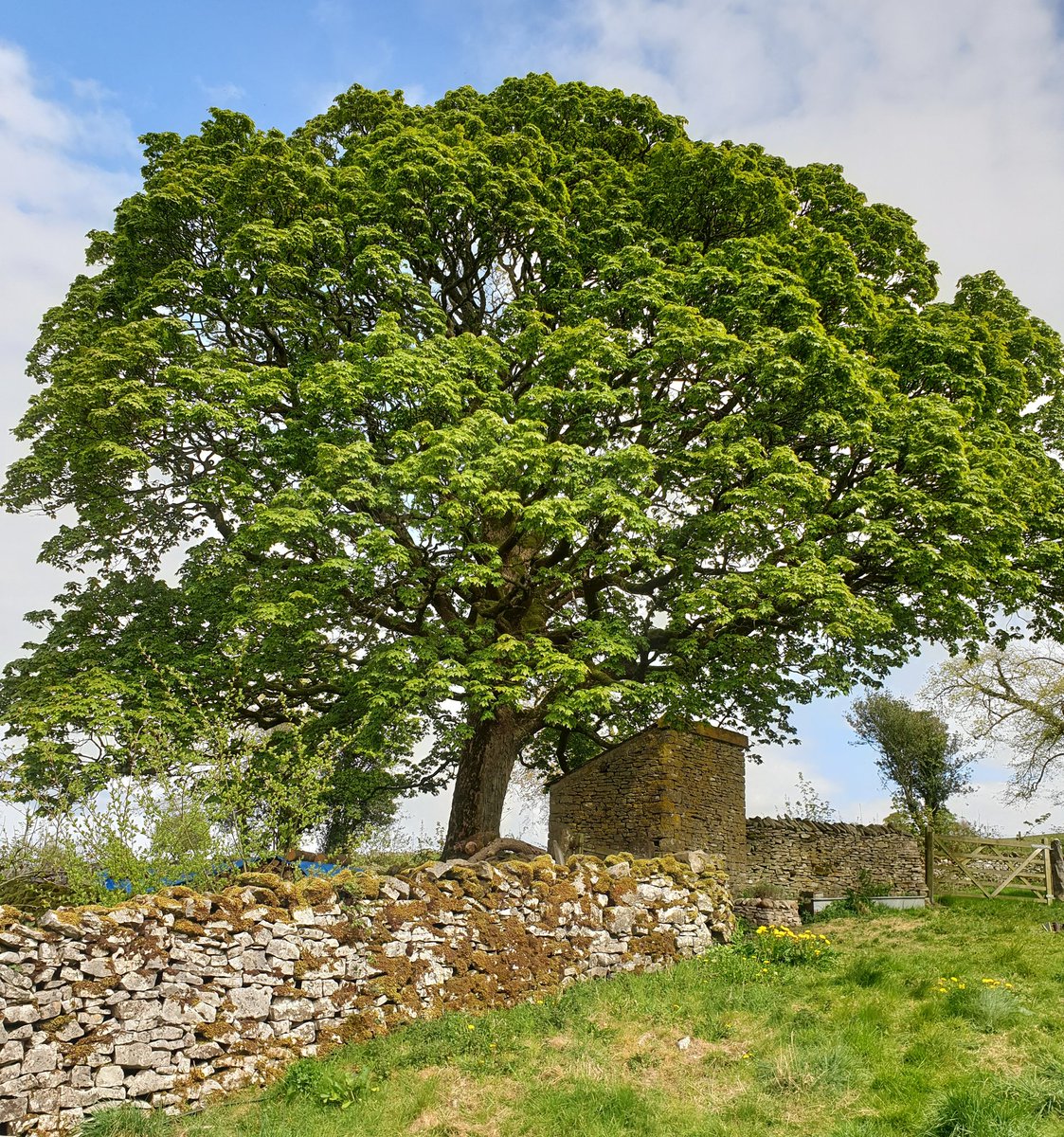 I love this sycamore tree. 

It stands in our farmyard and grows out the back of the old drop toilet (the small stone building you can see beneath it). Safe to say it has been well fertilised!! 

Today is is buzzing. Literally. 
It supports so much life. The hum is incredible.