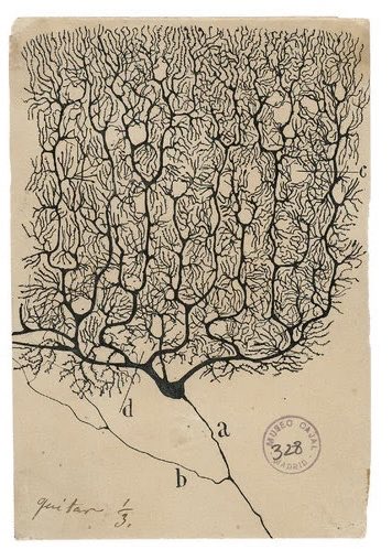 It looks like a Klimt picture... but it’s actually a painting from one of the greatest neuroscientist in the world. Want to learn more about  #RamonyCajal?  Read below about his revolutionary findings in his birthday 