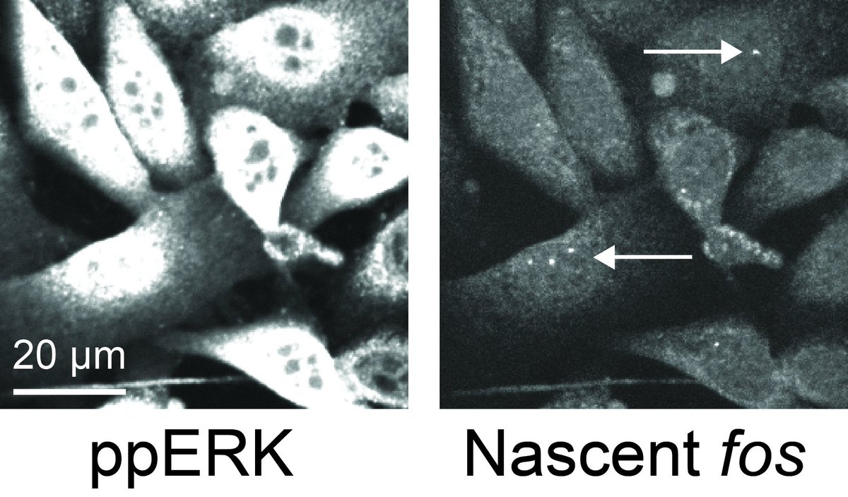On this sunny spring Saturday, I'm delighted to share my most recent work on the transcriptional dynamics and heterogeneity inherent to immediate-early gene expression!

biorxiv.org/content/10.110…