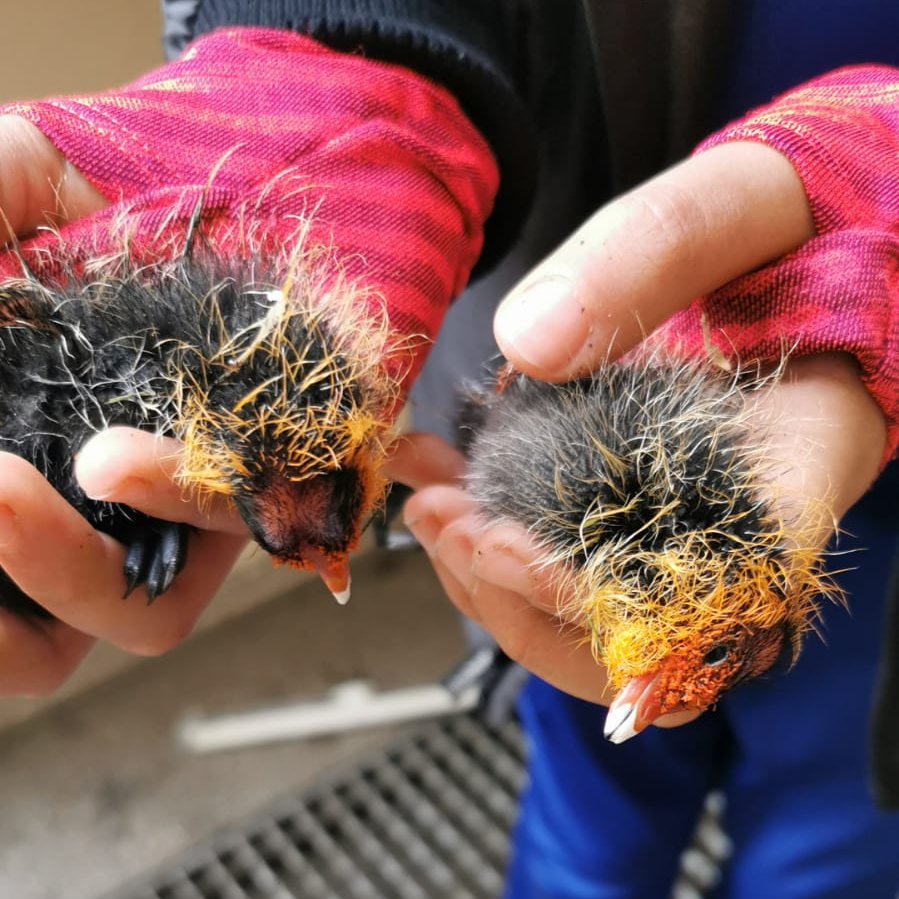 Kijk maar goed naar de foto, want deze 9-jarige jongen Zaid Doukhri is een #held Hij redde 2 baby meerkoetjes uit de handen van een groep kinderen die ermee aan het overgooien waren #WeLoveYouZaid #RT #Respect is hier op zijn plaats! Dank je wel! #Vrijwilligers #Dierenambulance