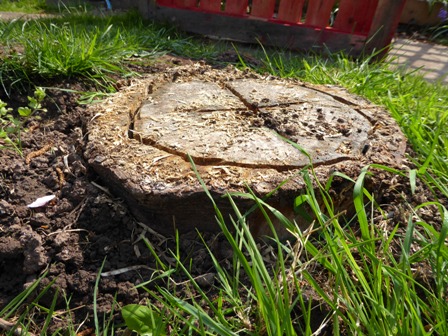 vsj001's tweet photo. 'the end' is theme 10 of 10
@FringeArtsBath #TheEnd #photomarathon #FaB21
sadly this tree suffere in bad storms and had to come down, I tried to keep it as a bush, but it got some tree disease, so that was the end. Very sad as my husband loved it. https://t.co/zyIfZHst0S