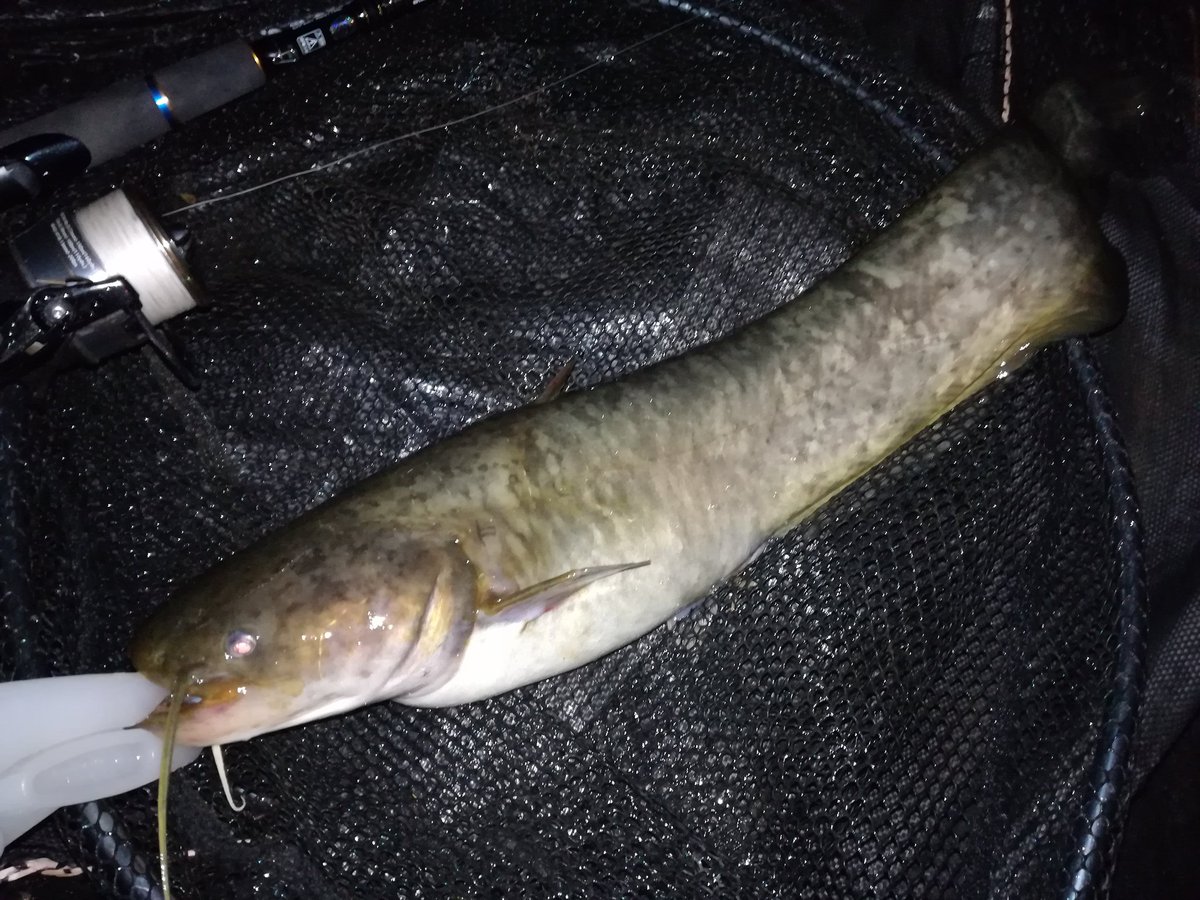 子猫魚 Eeoen Twitter