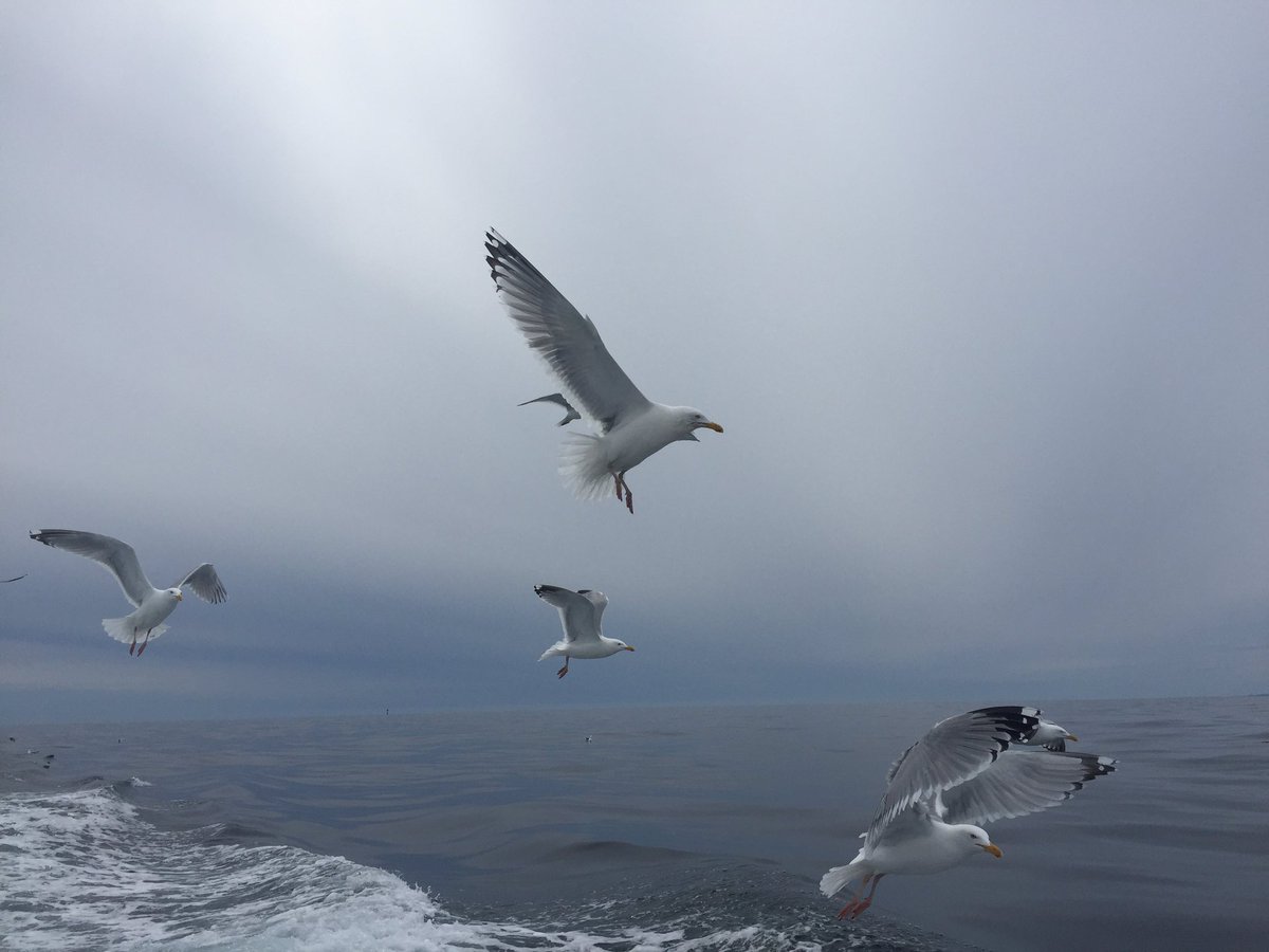 Second to snowcrab, seagulls are the most common animals I see when I am fishing! There are two species of gulls that chase the boat. Herring gulls, called blueys, and the great black backed gull, called saddle back! Gulls are scavengers and love to eat fish guts and old bait!