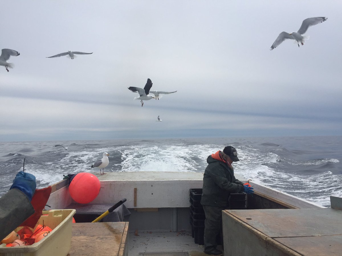 Second to snowcrab, seagulls are the most common animals I see when I am fishing! There are two species of gulls that chase the boat. Herring gulls, called blueys, and the great black backed gull, called saddle back! Gulls are scavengers and love to eat fish guts and old bait!