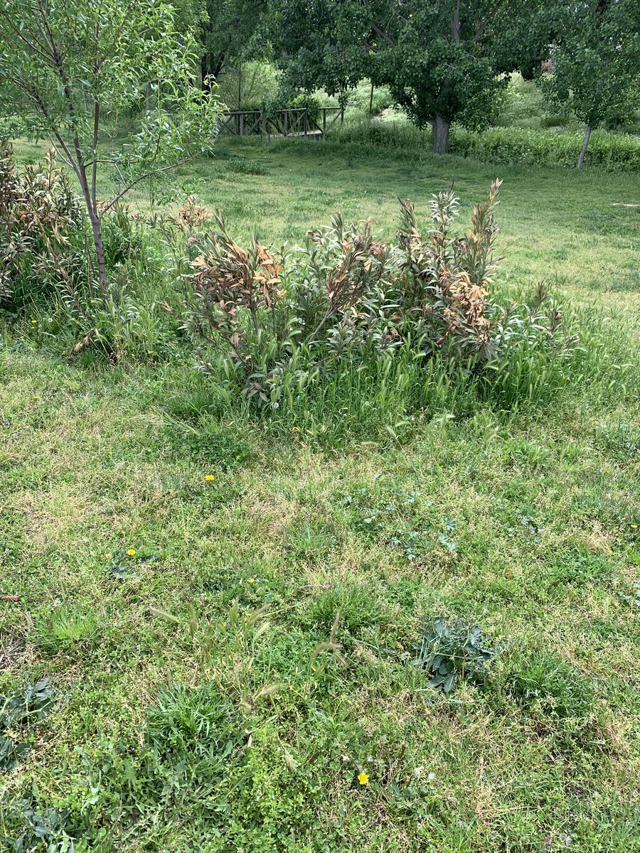 leeboy1984's tweet photo. Oye @AytoMostoles tendríais q dar 1 repaso en el parque Prado Ovejero. No puede ser q sea el único parque en el q podamos soltar a nuestros perretes y esté así de espigas y con el césped sin cortar. Quizá @Noelia_posse tenga algún amigo y/o familiar q pueda colocar para hacerlo… https://t.co/zaxlFRm3ch