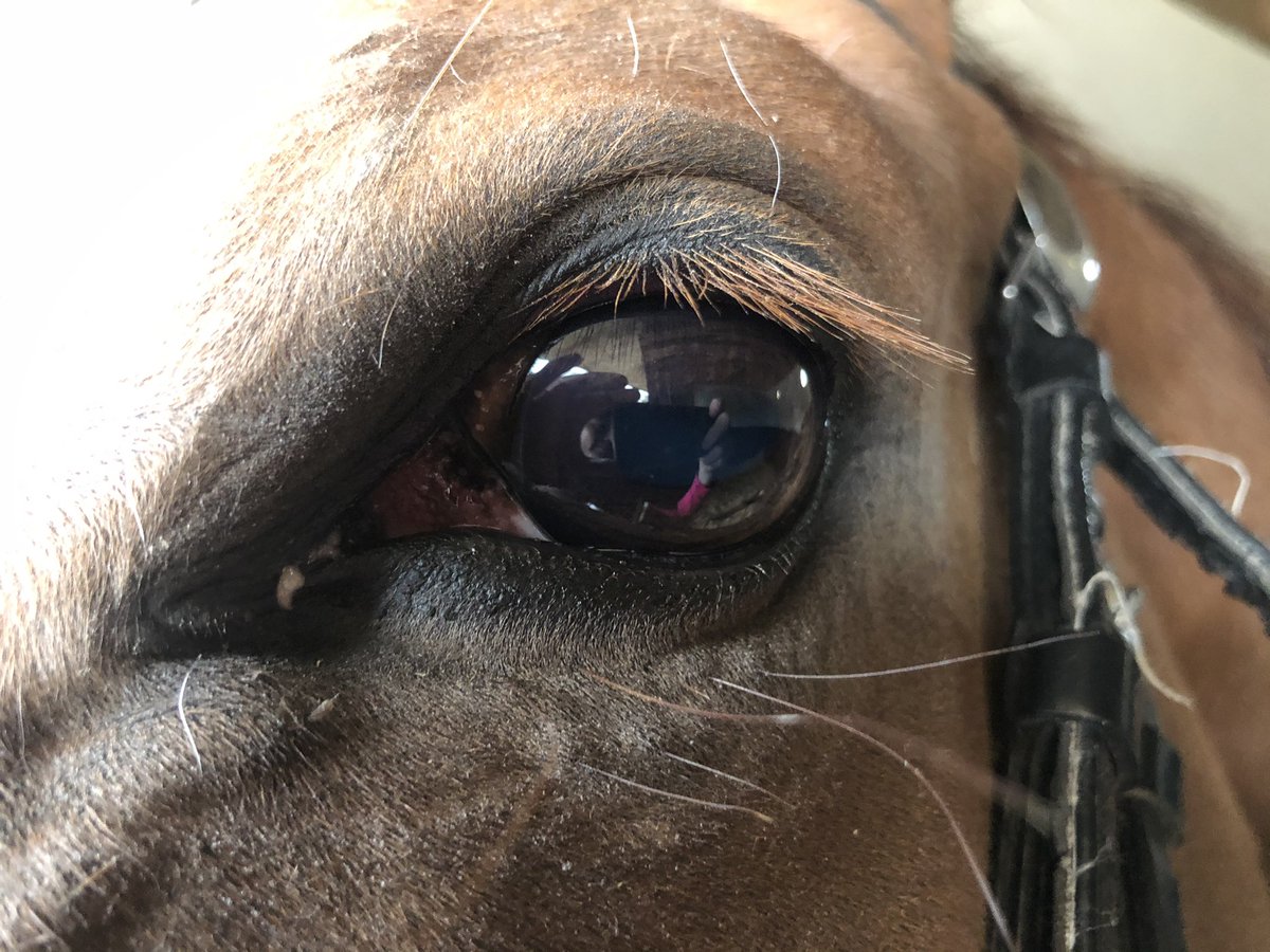 Winner for team <a href="/jamiesnowden/">Jamie Snowden</a> as #NoAnxiety wins under #GavinSheehan on his debut over fences for Sir Chips Keswick <a href="/UttoxeterRaces/">Uttoxeter Racecourse</a>. A great way to start the new season. Lots more to come from this lovely young horse.  #TeamJSR 💙 #JoeJoe