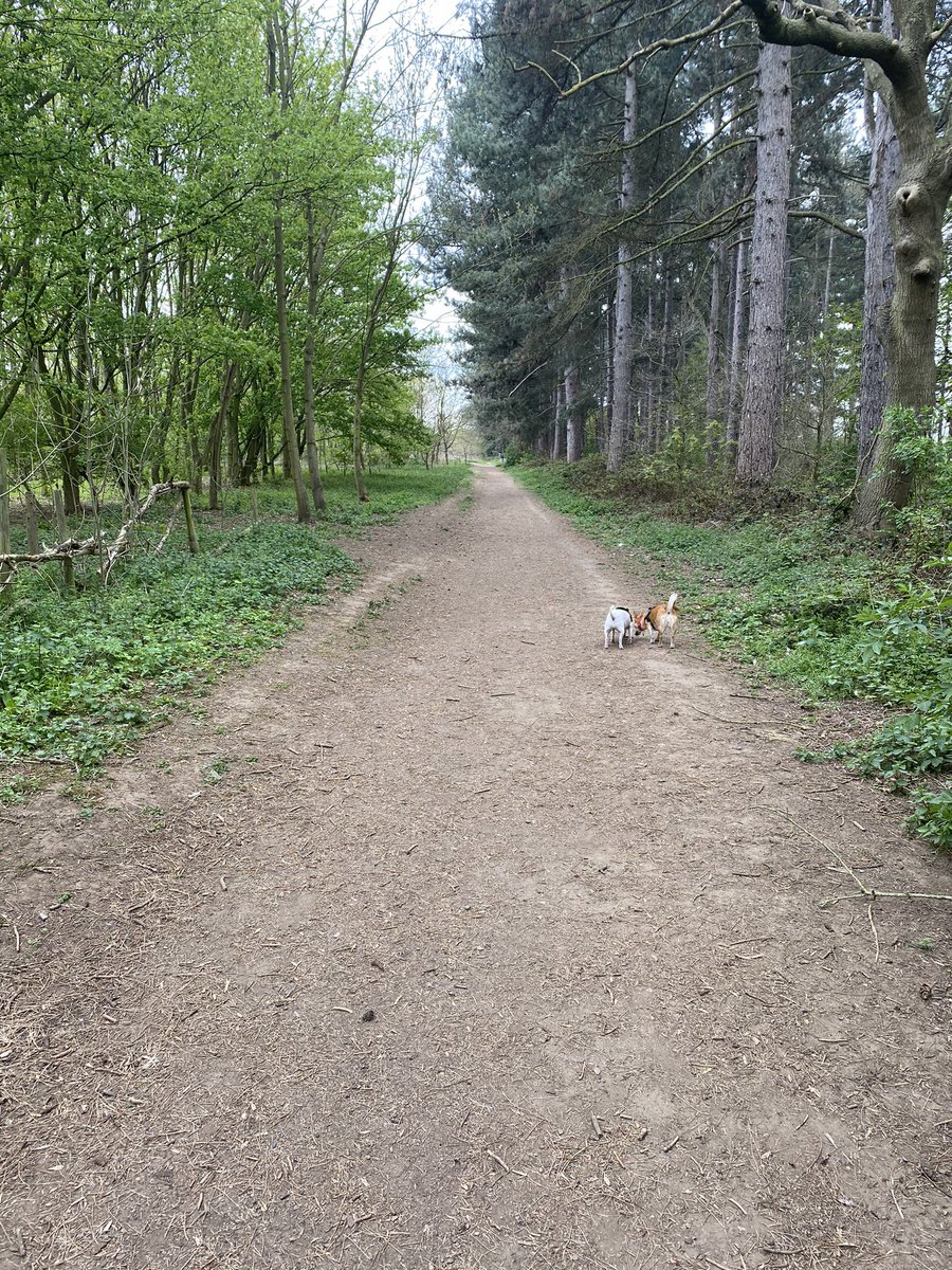 crystalcoe28's tweet image. No such thing as a day off...cleaning, shopping, sorting my Daddy Coe, gym first thing and now a walk with the puppies to burn some of their crazy energy off 😅 🐶 #unpaidcareer #activenurse #metimetoo