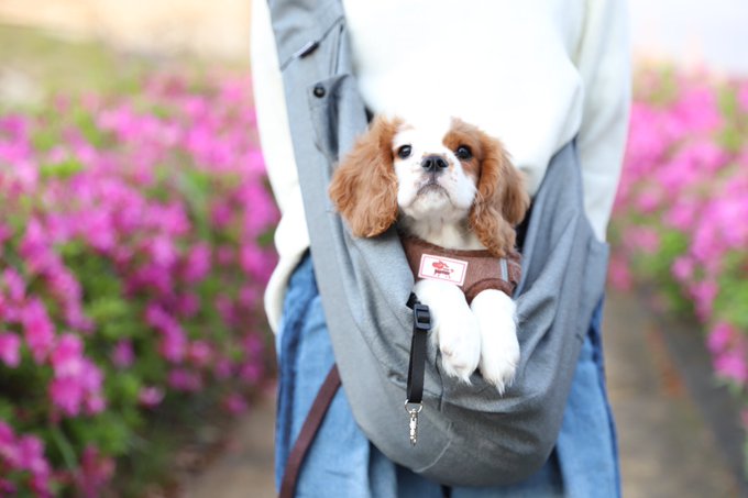耳が長い犬10選 世界一耳が長い犬 小型 大型犬まで犬種を紹介 わんわんナビ