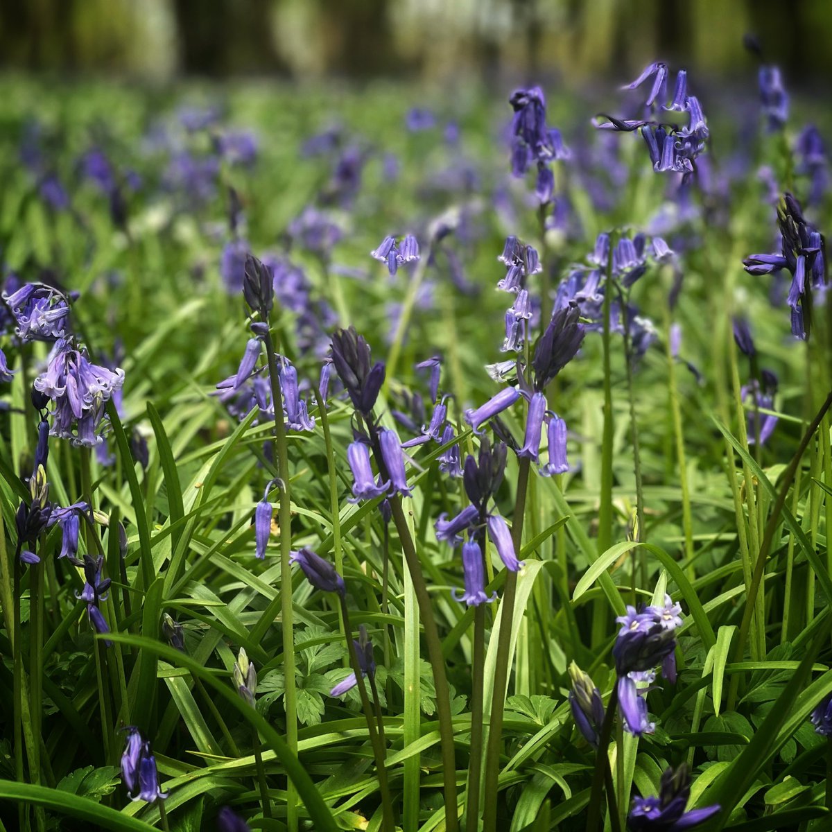 Ah sweet Bluebells 😌
Lovely walk through the woodland @bluebellwalk 

#arlington 
#bluebells #eastsussex #ruralsussex 
#eastbourne #hailsham #sussex