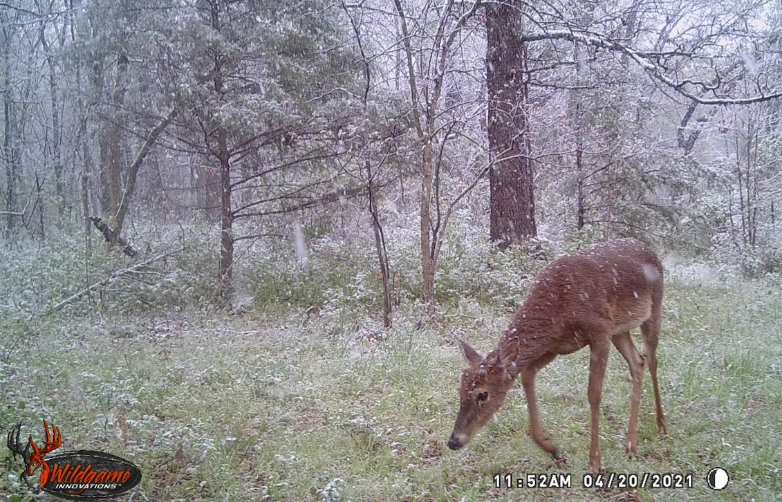 Here comes the velvet! #WildgameInnovations #WildgameTrailCam