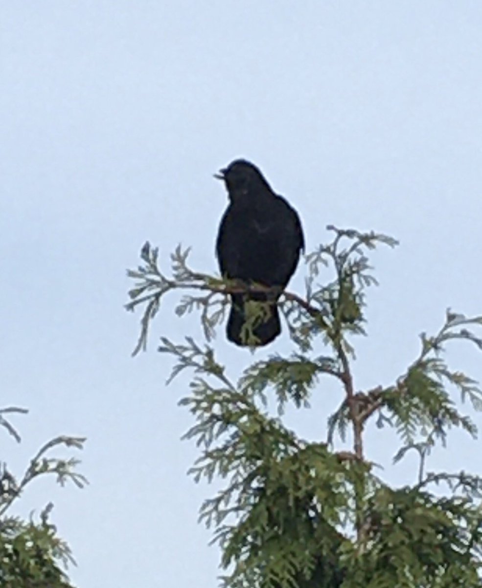 A thread about a crow that we’ve named Sam Crow (if you know, you know). He’s got issues.