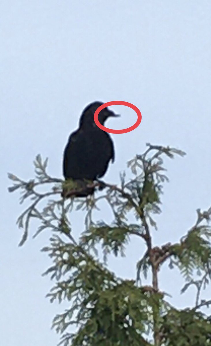 The image isn’t great (I’m still rocking an iPhone 6) but if you look closely you’ll see the top of his bill is shorter than the bottom. His feathers are also quite ruffled, generally he’s really quite disheveled.