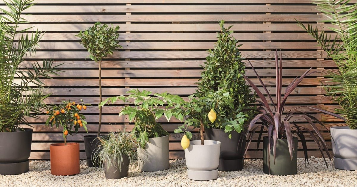 Spruce up your outdoor space this weekend with the help of <a href="/patch_plants/">Patch</a>' latest collection: buff.ly/3guYYLb #gardening