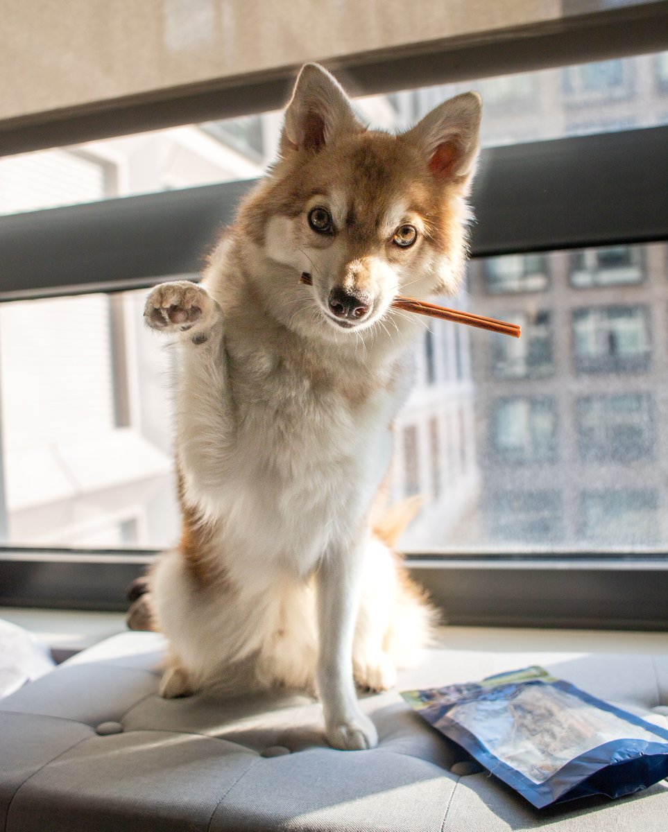 High paw for #barkworthies gullet sticks! These small, light chews are perfect for small breeds, puppies, senior dogs, or light chewers. They're made from delicious, all-natural beef and help support their dental health through chewing!