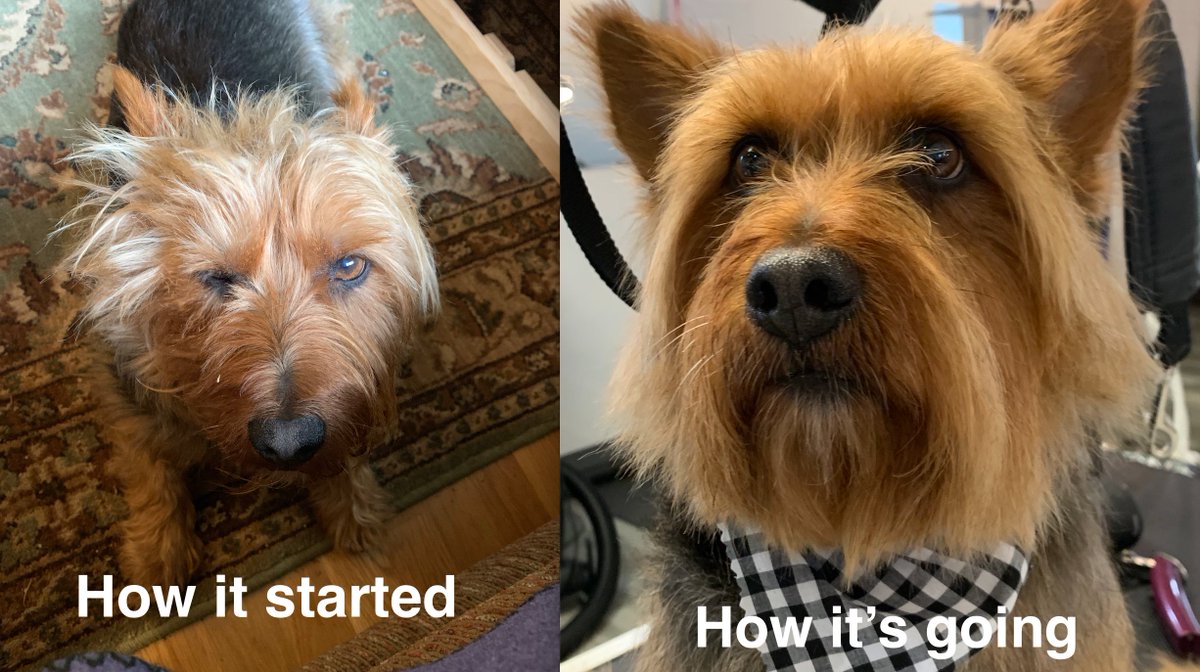 #dogsoftwitter #dogs