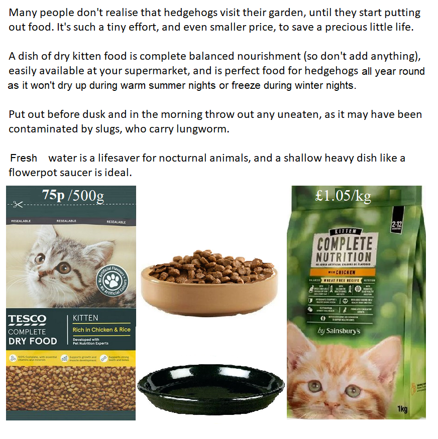 Hedgehog Cabin On Twitter Most People Are Aware Our Precious Hedgehogs Are In Trouble But Don T Know How They Can Help The Internet Is Full Of Bad Advice Even On Sites You D