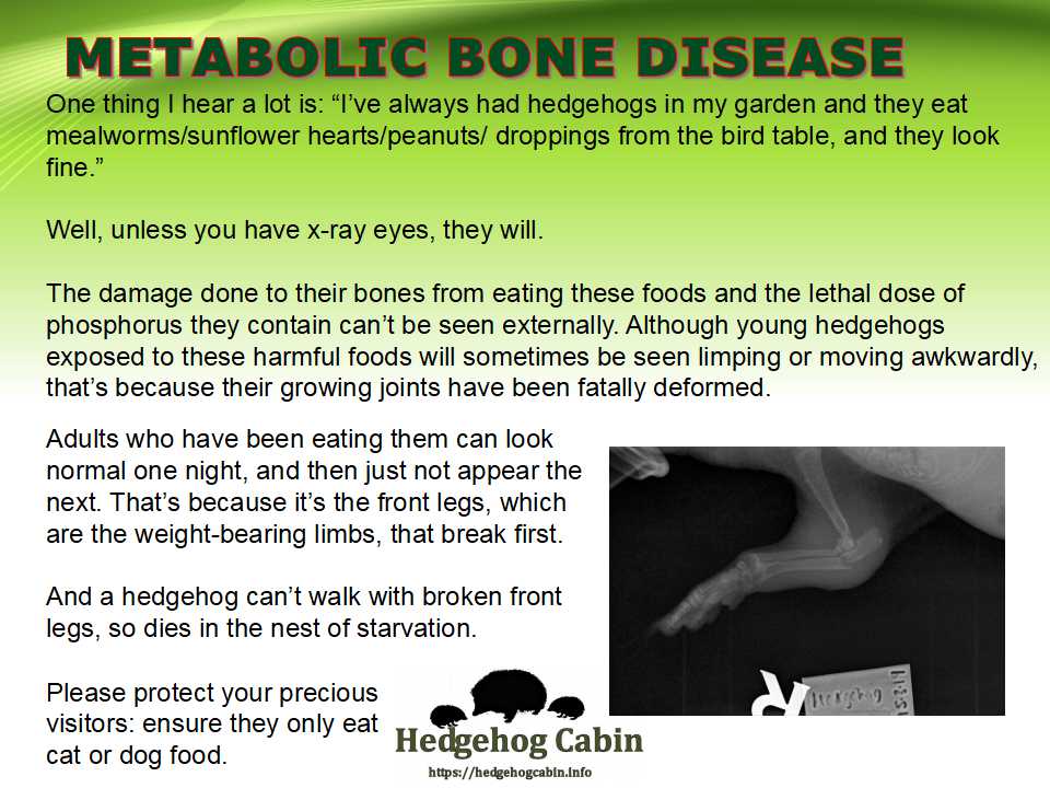 HedgehogCabin's tweet image. Most people are aware our precious hedgehogs are in trouble, but don't know how they can help. The internet is full of bad advice, even on sites you'd think you can trust. In #hedgehogweek the most important thing you can do is spread good information. R/T