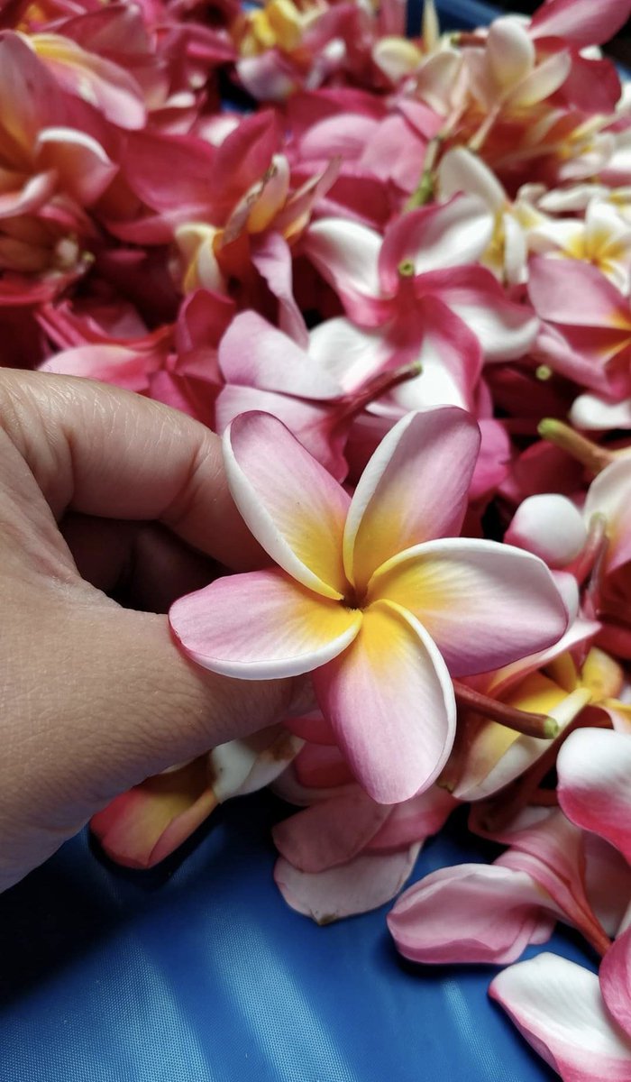 There's no better way to celebrate the beauty of our island home than to share a lei with someone on this gorgeous day. Happy #leiday to all.

@ someone you'd like to give a virtual lei to. 🌺 #MayDay #ShareAloha