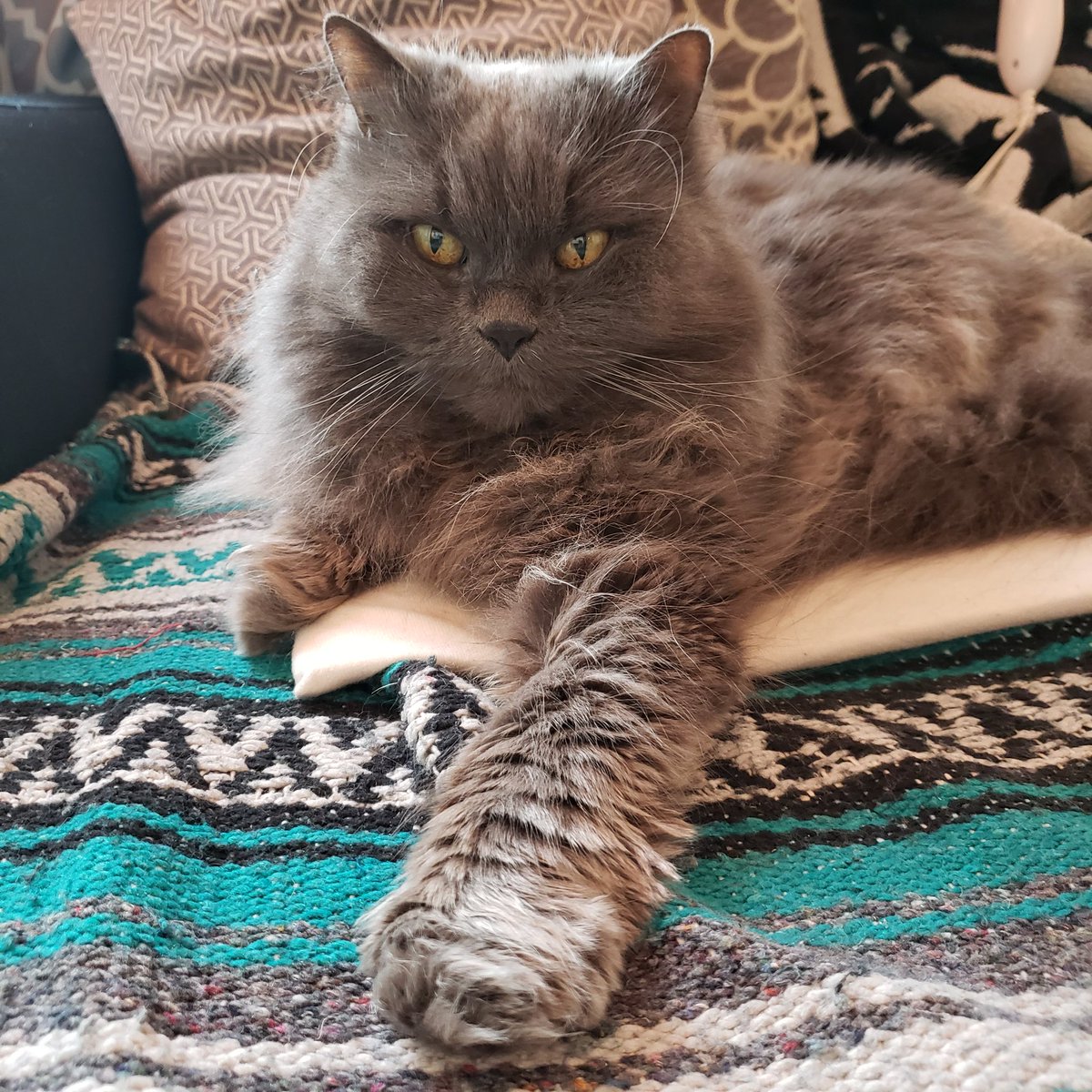 TehRealKitty's tweet image. I'm a good #kitty #Caturday