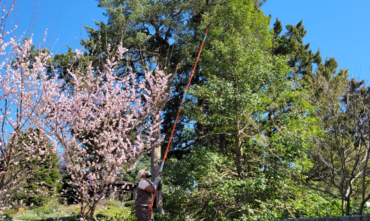 WaveHill's tweet image. #SpringPruning. Does it keep gardeners awake at night, watching closely for signs that it’s time? Learn more: bit.ly/3eMfjJ1