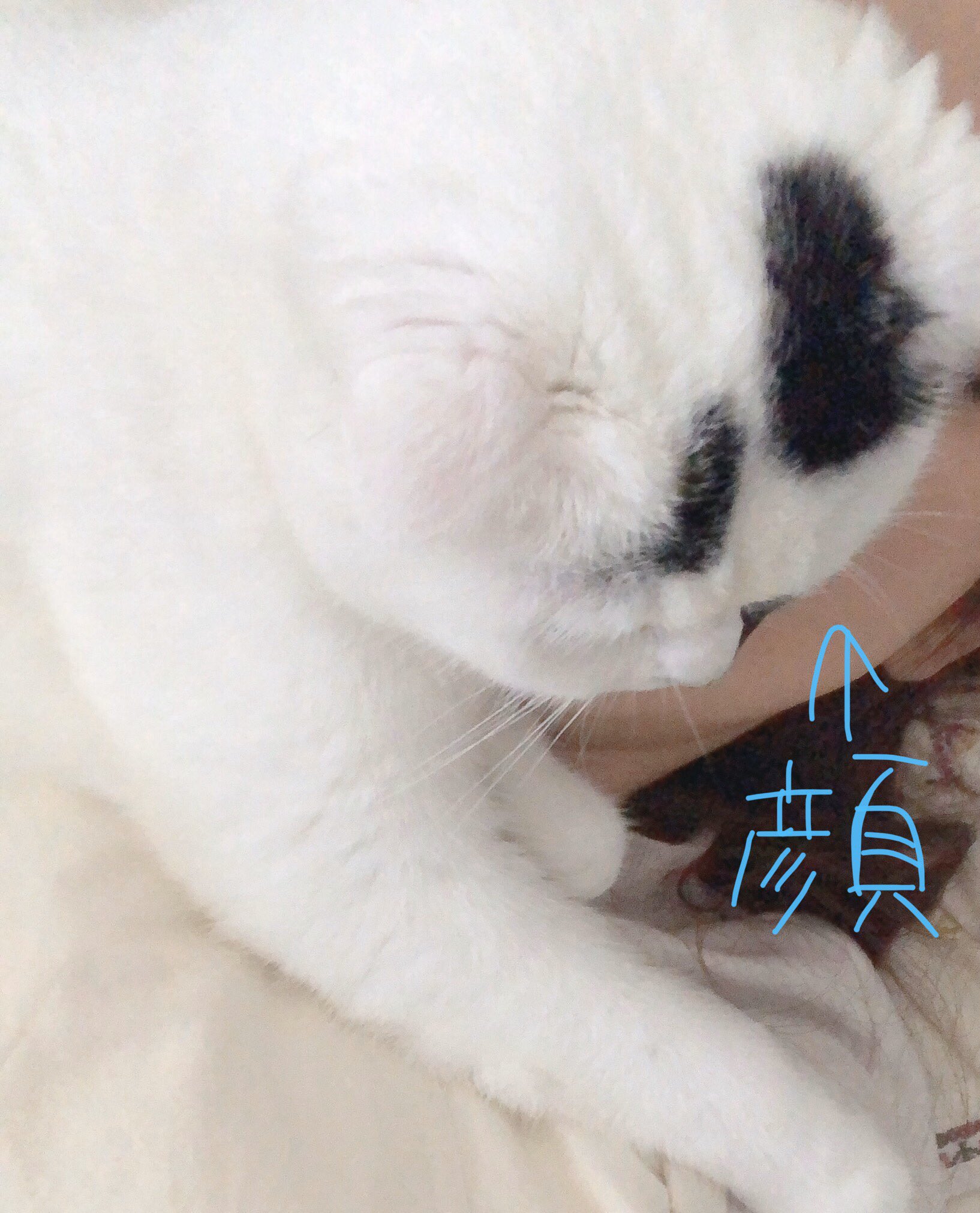 藤井ゆきよ 朝起きたわたしの視界はこう 強制的に猫吸いさせられて一日が始まるよ 気道を塞がれがち T Co Wvpqz0v2cc Twitter