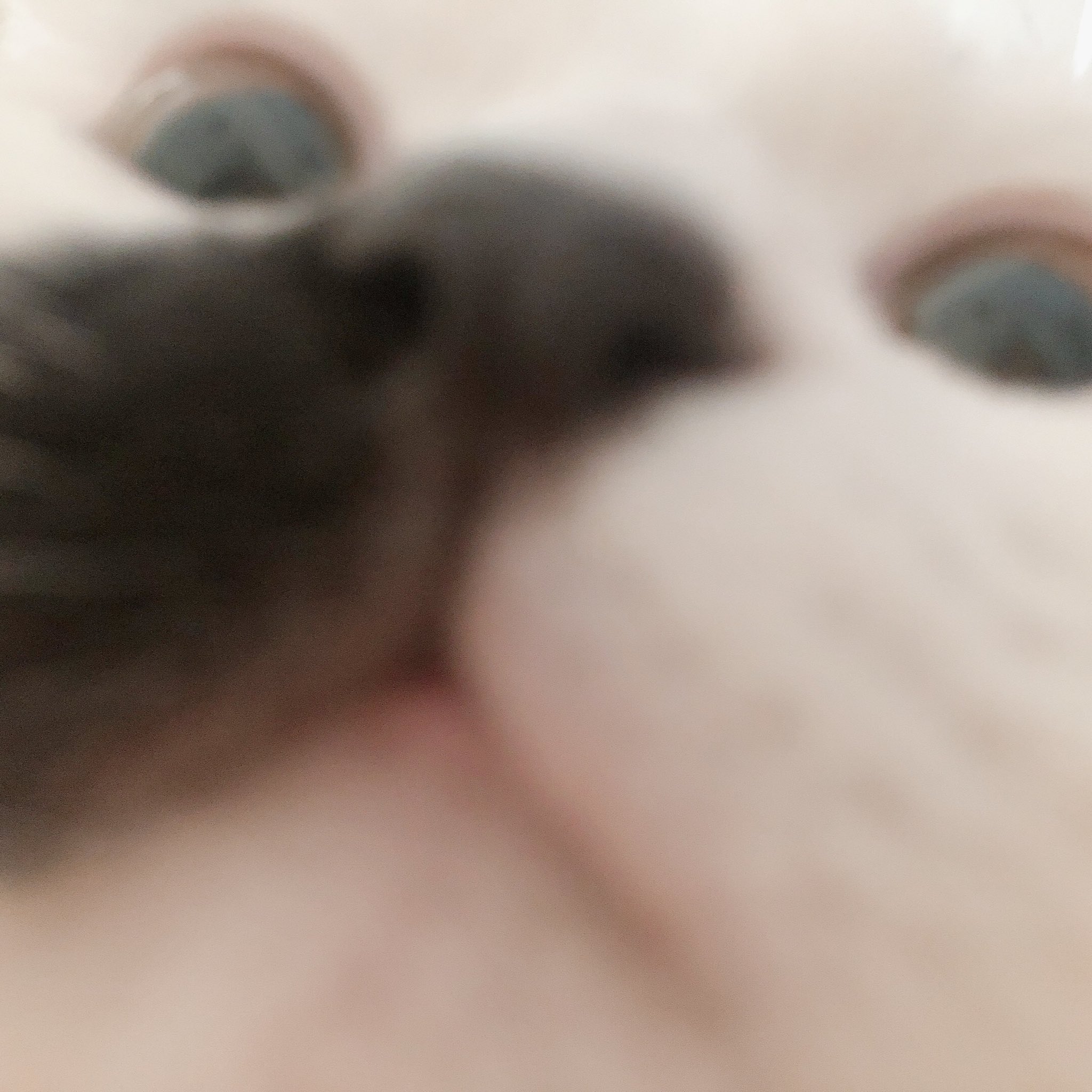 藤井ゆきよ 朝起きたわたしの視界はこう 強制的に猫吸いさせられて一日が始まるよ 気道を塞がれがち T Co Wvpqz0v2cc Twitter