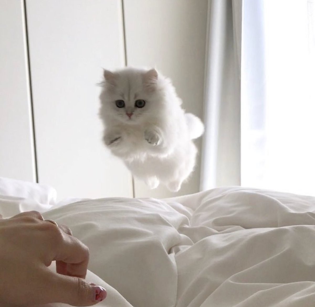 Why you should have a cat (@shouldhavecat) on Twitter photo 