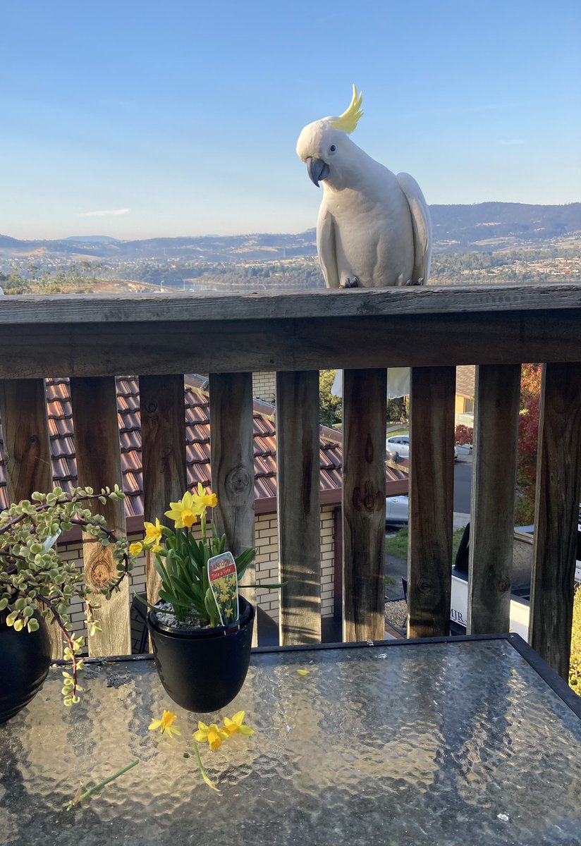 ElliGDColeman's tweet photo. Cockatoo is way too proud of the pruning job he’s done on the new daffodils 🌼 😐 @ParrotOfTheDay https://t.co/jlBoSgtFzC