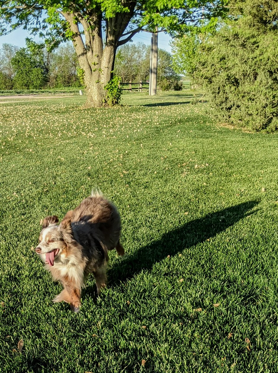 Some days you gotta grind it out, work through it and let your tongue hang in the wind.  #dogsofturf