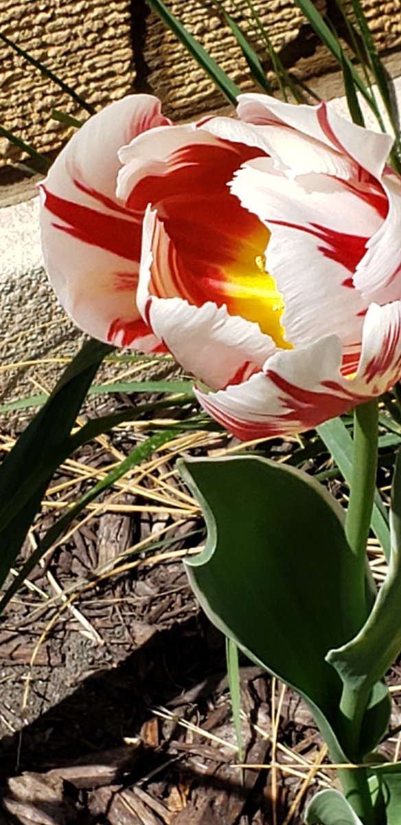 Splinteredones's tweet image. When i was young i never needed anyone and making love was just for fun. #soundsofSpring