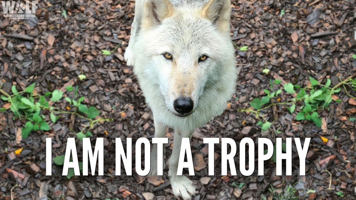 BAD NEWS FOR MONTANA WOLVES
Montana Gov. Gianforte signed bill SB 314 into law yesterday.  Dubbed the 'Wolf Extermination Bill,' it's passage means  hunters + trappers can kill an unlimited number of wolves on a single license, use bait + more. 
➡ bit.ly/3uavkyR