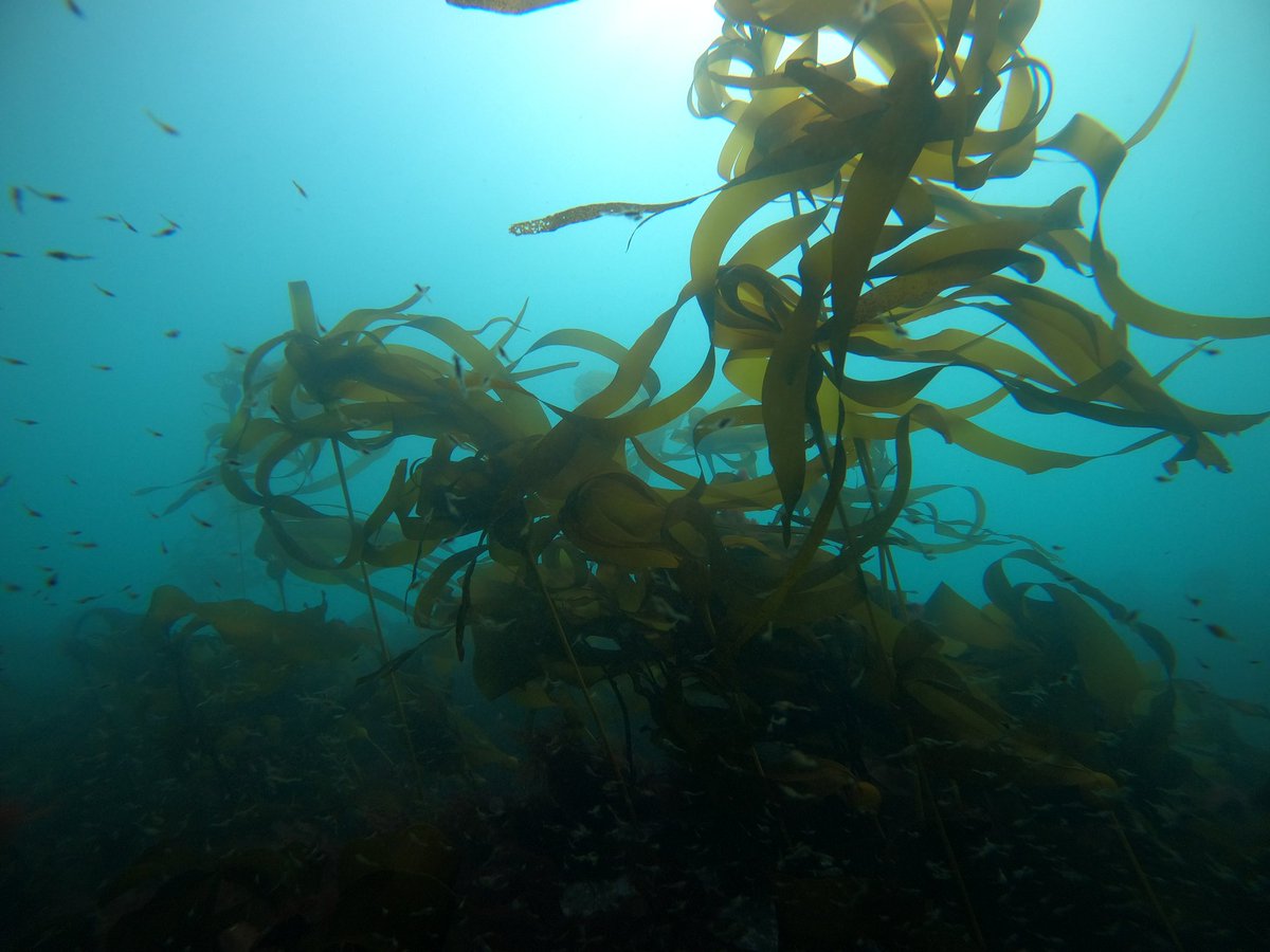 Reef Check tweet media