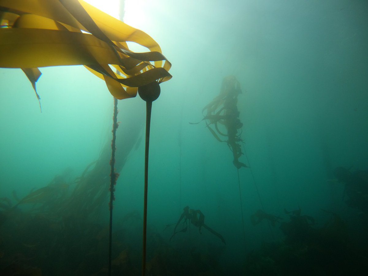 Reef Check tweet media