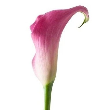 -calla pink