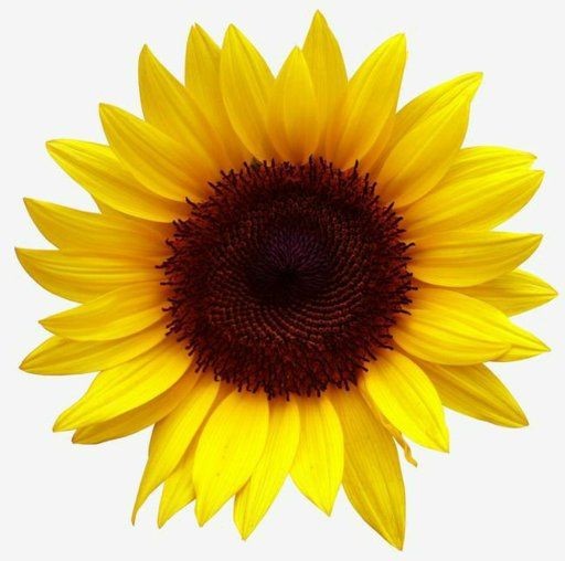 -sunflower