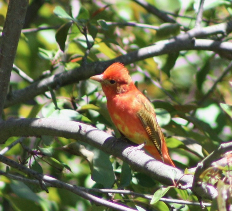 AndrewGodefroy's tweet photo. Some other lifers for me in my first spring migration. Yellow warbler, summer tanager (greenwood cemetery), and the rose breasted grosbeak. https://t.co/k8dO80Y02R