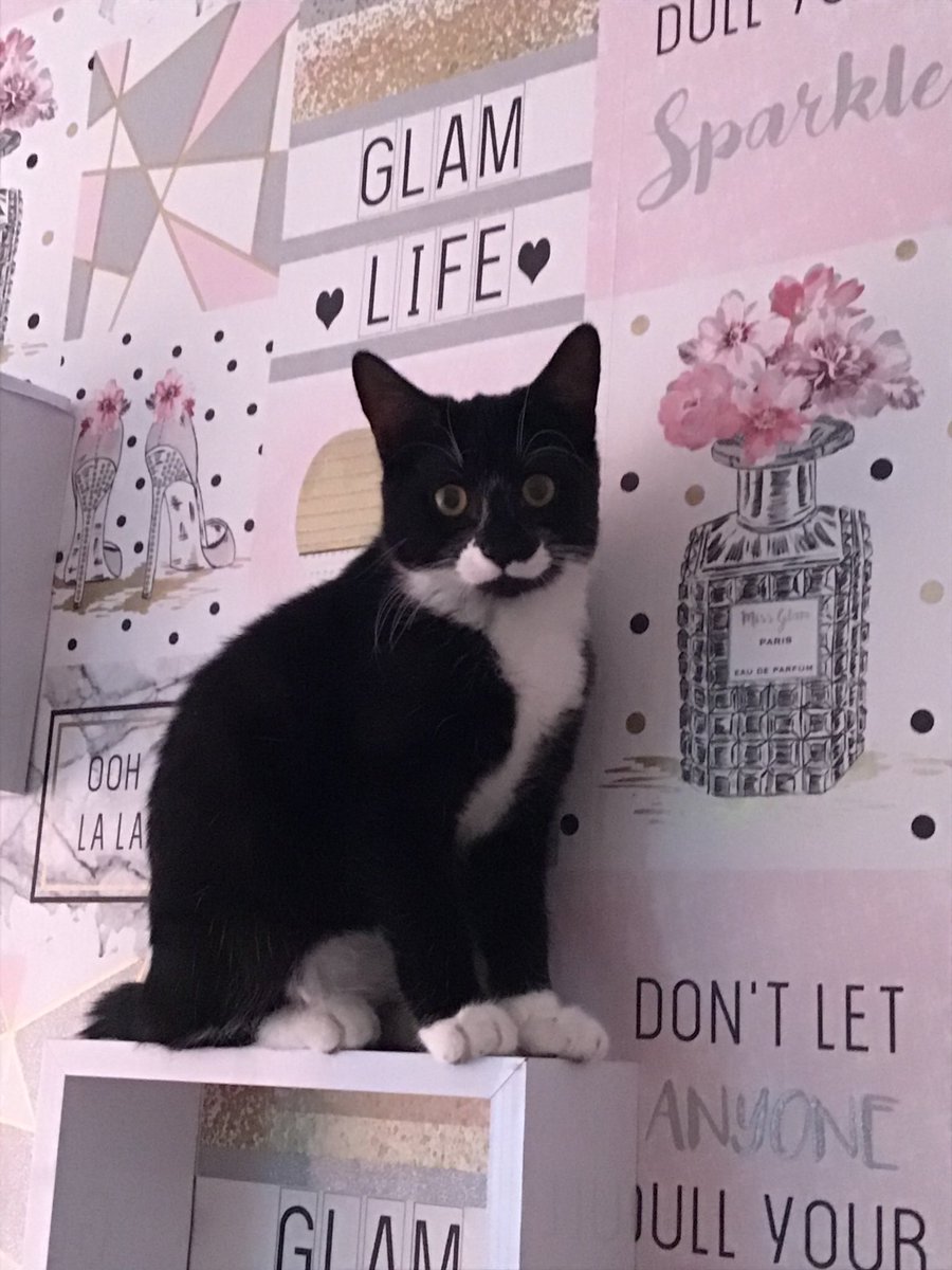 Good evening from Winnie (taken by <a href="/lydiahawksey/">_lydia.hawkxx</a> )