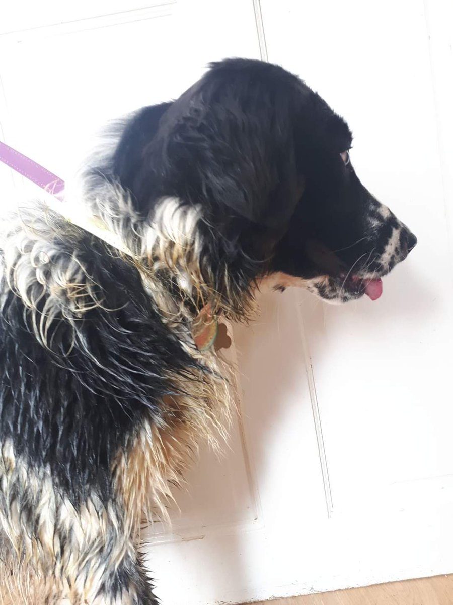 Discovery of the day: Tommy likes rolling in cow pats.