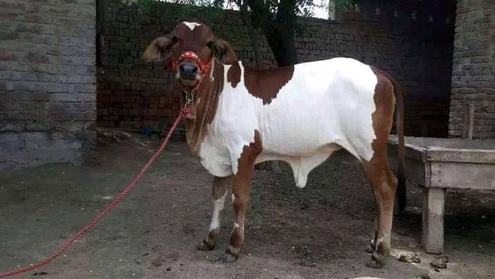 Anthonrecord's tweet image. Like for cow retweet
Retweet for Desmond Elliot
#theplatform #RealMadridOsasuna #YorubaNationNow Kanye, Itachi