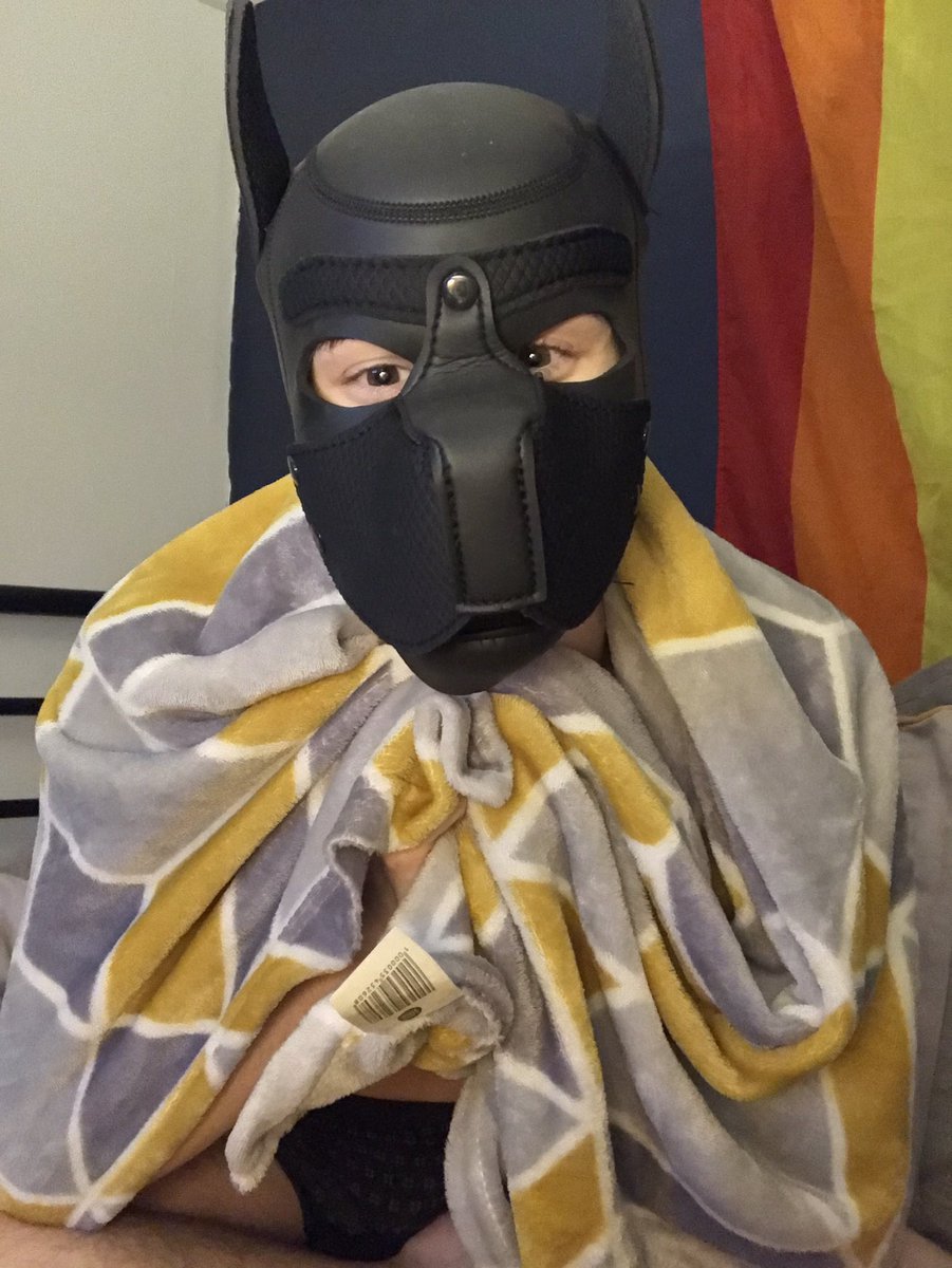 Wiccan_Pup's tweet photo. Pup in a blanket https://t.co/B7kr7VikjE
