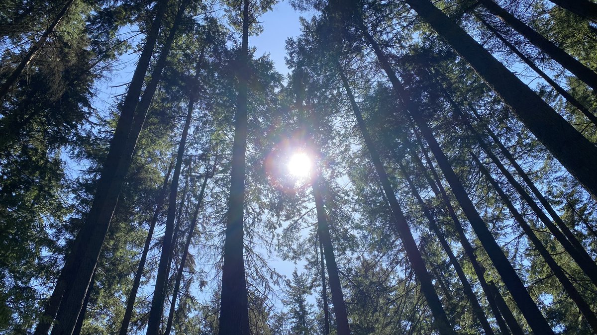 RyanVoutilainen's tweet photo. 20 min drive from downtown #Vancouver finds you in @MetroVancouver #PacificSpirit #RegionalPark and finding towers replaced by towering #DouglasFir #trees. A beautiful fair #YVRwx day &amp; seasonable.

#ShareYourWeather #IsolationWalk #Views #SpanishBanks #EnglishBay #MetroVan #Park https://t.co/HOlg7KykY8