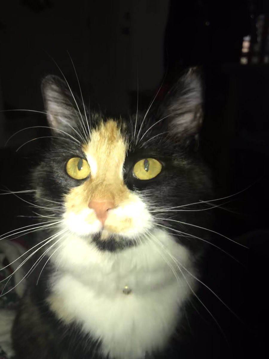 BugandCoco's tweet photo. #haveyouseenher
#freecoco
#bugandcoco https://t.co/DCPdojEUDn