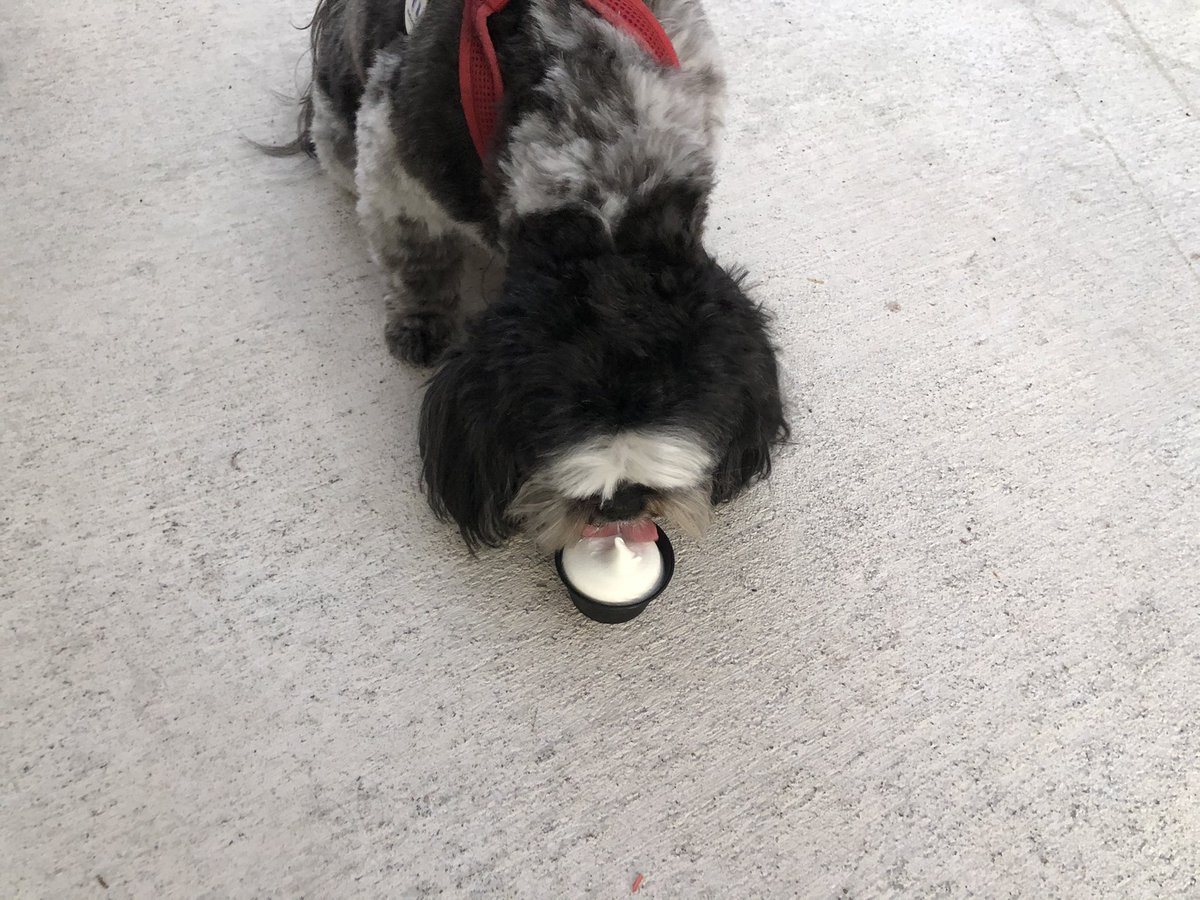 fltrvlr68's tweet photo. Sprinkles enjoying her first pup cup @DairyQueen in #Lakeworth with @joeyb_666 https://t.co/OiWvebL04J
