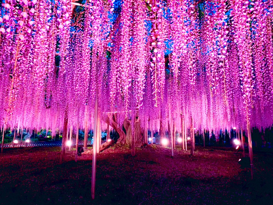 鬼滅の刃の藤の花のモデルは 聖地はどこに ねこよめ