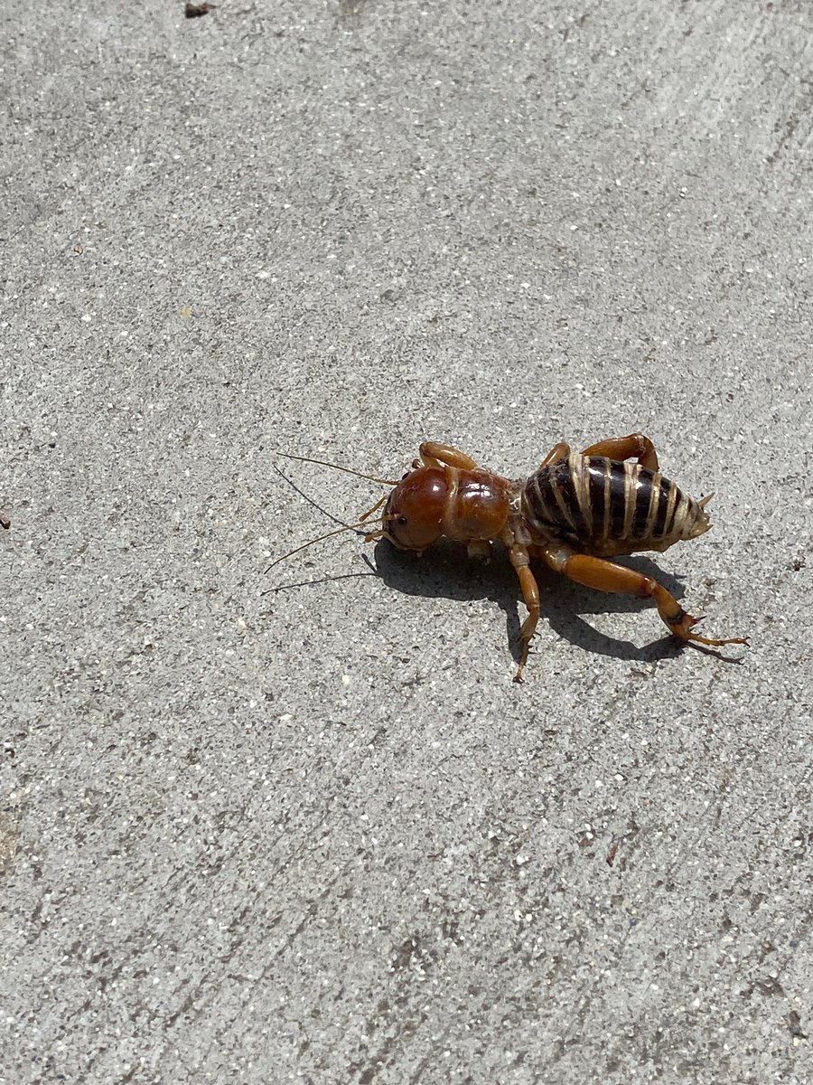 Emily Womack (she/her) tweet media